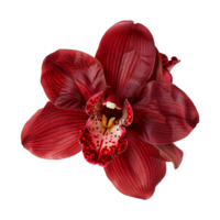 AI generated Red orchid flowers on isolated transparency png