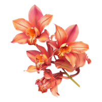 AI generated Pink-orange orchid flowers on isolated transparency png