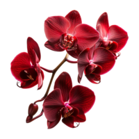 AI generated Red orchid flowers on isolated transparency png