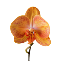 AI generated Pink-orange orchid flowers on isolated transparency png