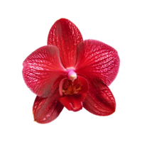 ai gerado vermelho orquídea flores em isolado transparência png