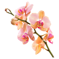 AI generated Pink-orange orchid flowers on isolated transparency png