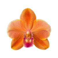 ai generado rosa-naranja orquídea flores en aislado transparencia png