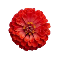 AI generated Red zinnia flower isolated on transparent background png