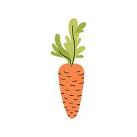 Orange Carrot isolate white background. Useful vegetables for healthy diet. Harvest festival. Agriculture and garden. Hand drawn farm products and crops. Vector flat illustration for restaurant menu.