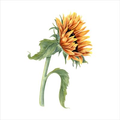 Single sunflower on stem. Field wild yellow flower. Flower head, leaf. Rustic style. Watercolor illustration. Side view. For cards, invitations, decoration.