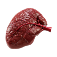 ai gerado fígado humano órgão isolado em transparente fundo png