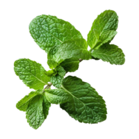 AI generated Top viwe peppermint isolate on transparent background png