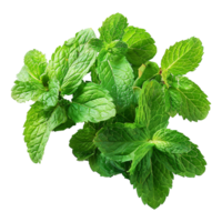 AI generated Top viwe peppermint isolate on transparent background png