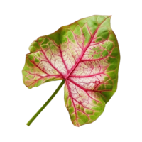 AI generated Caladium leaf isolated on transparent background png