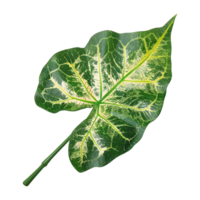 ai genererad caladium blad isolerat på transparent bakgrund png