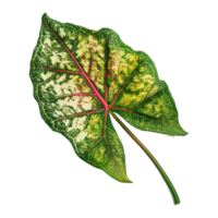 AI generated Caladium leaf isolated on transparent background png