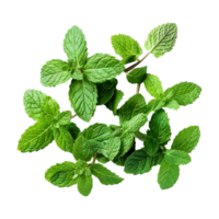 AI generated Top viwe peppermint isolate on transparent background png