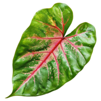 AI generated Caladium leaf isolated on transparent background png