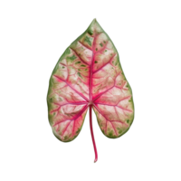 AI generated Caladium leaf isolated on transparent background png