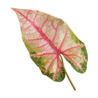 AI generated Caladium leaf isolated on transparent background png