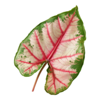 ai generiert Caladium Blatt isoliert auf transparent Hintergrund png