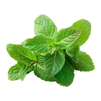 AI generated Top viwe peppermint isolate on transparent background png