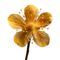 ai generiert Cochlospermum Reich Blume isoliert auf transparent Hintergrund png