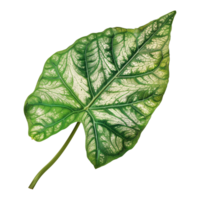 ai genererad caladium blad isolerat på transparent bakgrund png