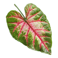 ai genererad caladium blad isolerat på transparent bakgrund png