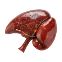 ai generato fegato umano organo isolato su trasparente sfondo png