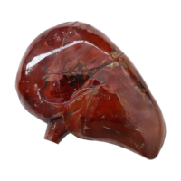 AI generated Liver human organ isolated on transparent background png