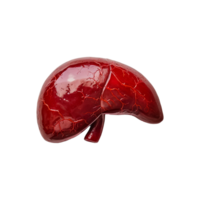 AI generated Liver human organ isolated on transparent background png