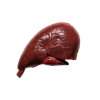 ai generado hígado humano Organo aislado en transparente antecedentes png
