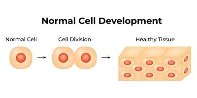 Normal Cell Development Science Design Vector Illustration Diagram