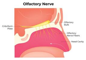 Olfactory Nerve Science Design Vector Illustration Diagram