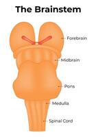 The Brainstem Science Design Vector Illustration Diagram