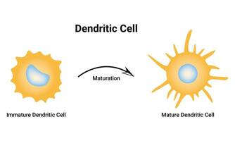 Dendritic Cell Science Design Vector Illustration Diagram