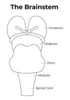 The Brainstem Science Design Vector Illustration Diagram