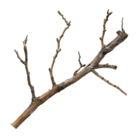 AI generated Wooden branch isolated on transparent background png