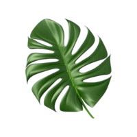 AI generated Monstera plant green leaf isolated on a transparent background png