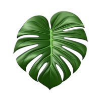 AI generated Monstera plant green leaf isolated on a transparent background png