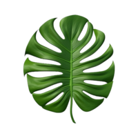 AI generated Monstera plant green leaf isolated on a transparent background png