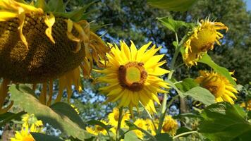 bijen Aan zonnebloem veld- video