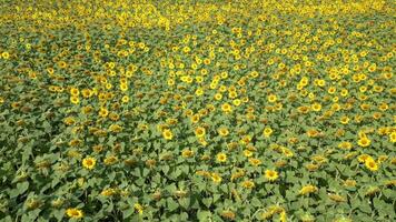 Sunflower field in summer. video