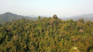 uno di il il più antico foreste pluviali nel il mondo, video