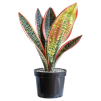 AI generated Snake plant isolated on transparent background png