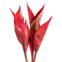 AI generated Snake plant isolated on transparent background png