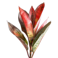 AI generated Snake plant isolated on transparent background png