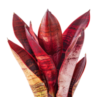 AI generated Snake plant isolated on transparent background png