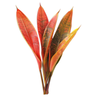 AI generated Snake plant isolated on transparent background png