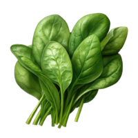 AI generated spinach Studio Shot Isolated on transparent Background, Food Photography, png