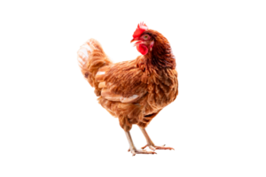 Huhn, voll Körper von braun Hähnchen Henne Stehen isoliert transparent Hintergrund, Verlegung Hühner Bauern Konzept, pgn Datei png