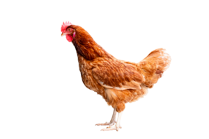 poulet, plein corps de marron poulet poule permanent isolé transparent arrière-plan, pose les poules Les agriculteurs concept. png fichier