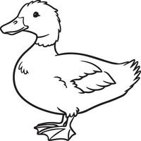 Duck coloring pages. Duck outline vector for coloring book